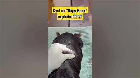 Cyst On Dogs Back Explodes💦😱 Extreme Pimple Popping Popping Huge