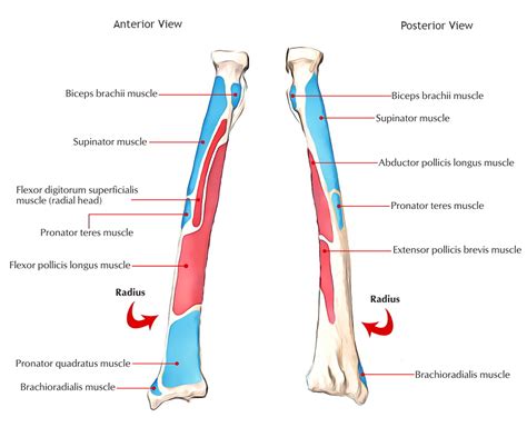 Complete Anatomy Of Radius Bonelearn With Pictures And Quizzes