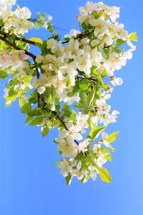 Free Images Flowers Spring Nature Tree Colorful Branches Flower