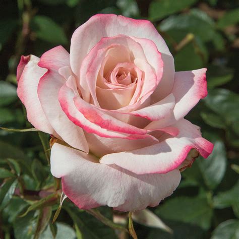 Pinkerbelle Hybrid Tea Rose Hybrid Tea Roses Edmunds Roses