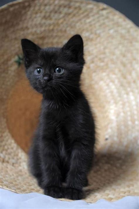 17 Black Kittens That Will Fill Your Heart With Joy Kittens Cutest
