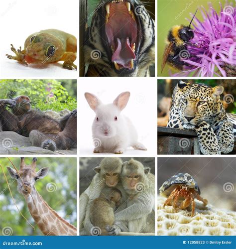 724 Animal Collage Zoo Stock Photos Free And Royalty Free Stock Photos