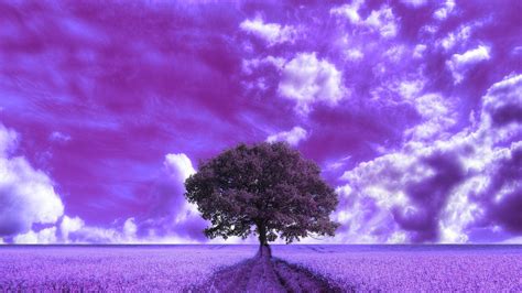 74 Pretty Purple Backgrounds