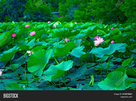 Lotus Lake Largest Image And Photo Free Trial Bigstock
