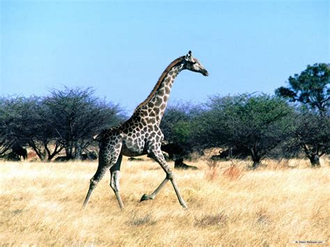 Giraffe Hd Wallpapers Pixelstalknet