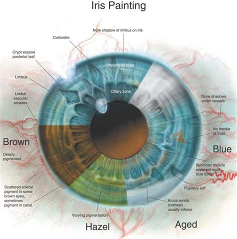 Iris Eye Anatomy Anatomy