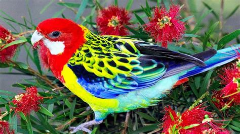 Colorful Birds Hd1080p Youtube