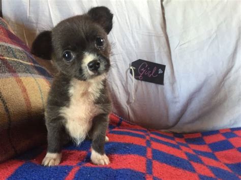 The cheapest offer starts at £200. Chihuahua Shih Tzu Litter 06/08/2017 - Puppy ID #860 ...