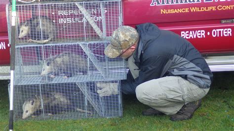 Top pest control services in vancouver, wa. Gig Harbor Animal Control Animal Removal - Animal Evictor