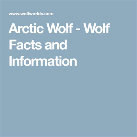 Arctic Wolf Wolf Facts And Information Arctic Wolf Wolf Facts Arctic