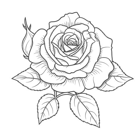 Money Rose Drawing Outline