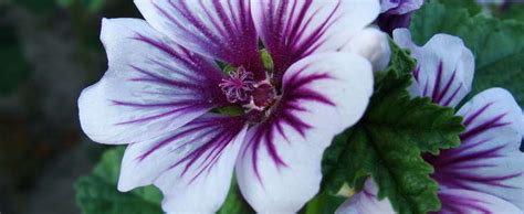 They bloom the following year, unless brutal winter weather kills them. Malva, Mallow, French Hollyhock Malva sylvestris 'Zebrina'
