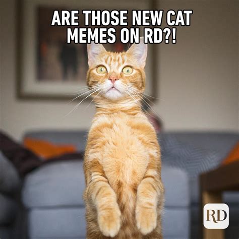 Cat Memes You Ll Laugh At Every Time Reader S Digest