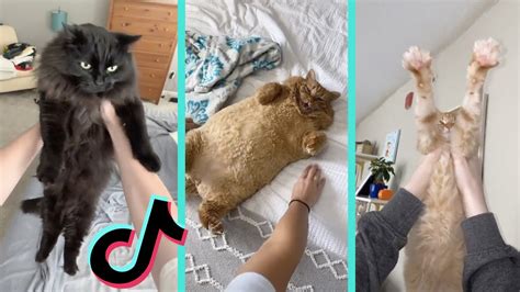 Wakey Wakey Its Time For School Cats Tiktok Compilation Youtube