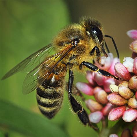Honey Bee Apis Mellifera Bugguidenet
