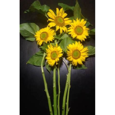 Bunga matahari atau biasa disebut sunflower tidak hanya memiliki bentuk mirip dengan matahari, tetapi pertumbuhannya juga sangat bergantung pada intensitas sinar matahari. Gambar Bunga Matahari Asli - Gambar Ngetrend dan VIRAL