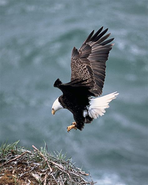 Bald Eagle Flying Free Image Peakpx