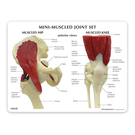 Buy Hip Shoulder Knee And Elbow Joint Model Set Human Body Anatomy