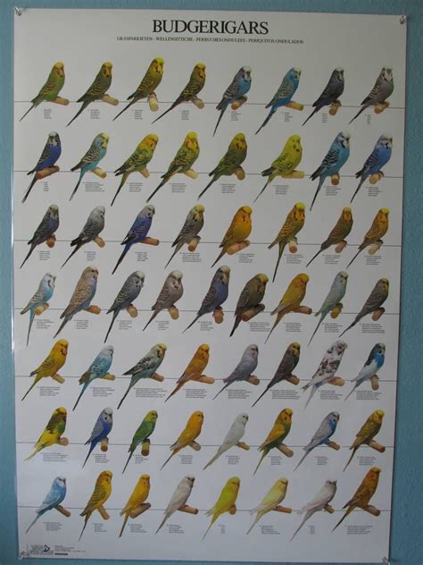 Budgie Color Mutations Poster By Sorath Rising On Deviantart Budgies
