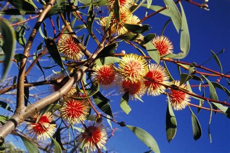 Hakea Laurina Sml Tree Native To West Australia Botanical