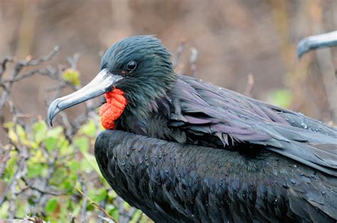 Frigatebirds Animals Of The Galapagos Pictures And Information