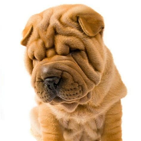 Shar Pei Puppy By Unknown Cute Cuteanimal Adorable