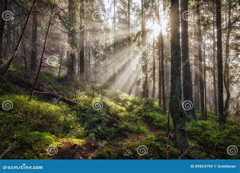 Old Magical Autumn Forest With Sun Rays Stock Photo Image Of Nature