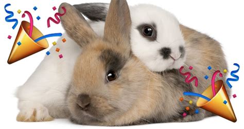 Why People Say Rabbit Rabbit On The First Day Of The Month