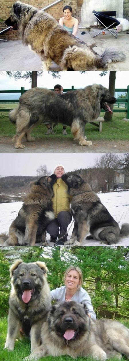 These Massive Dogs Were Once Used To Hunt Bears Now See Their Size