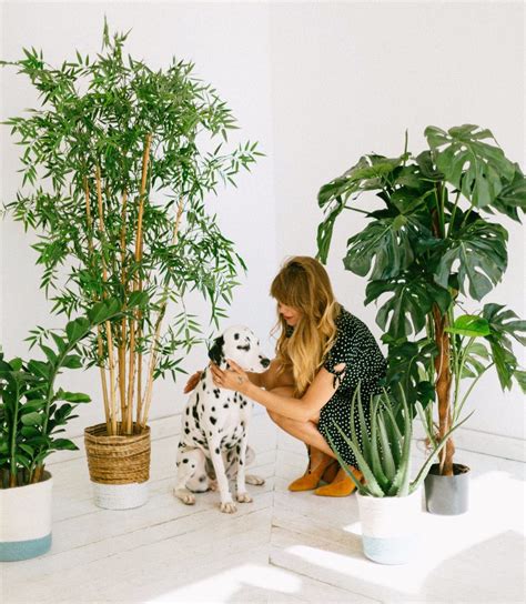 Common Houseplants That Are Toxic For Dogs