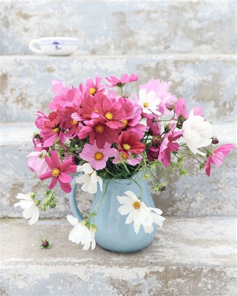 Cosmos Seeds Pastel Mix Packet Mixed Flower Seeds Eden Brothers Artofit