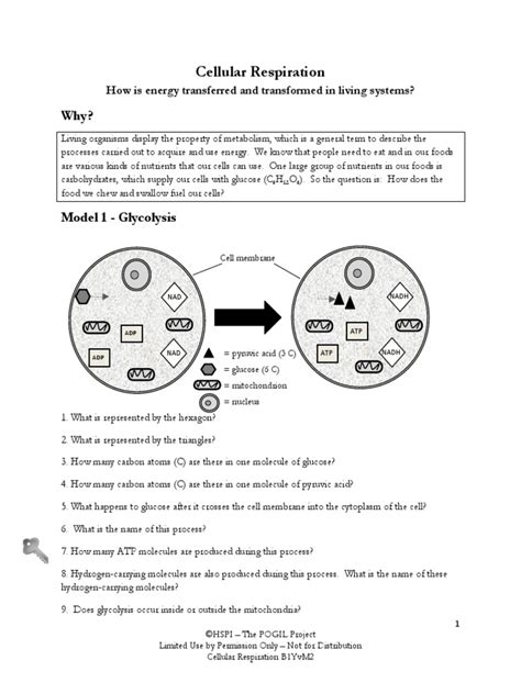 3 terms and answers to learn. Cellular Respiration Worksheet Answer Key Pogil | Kids Activities
