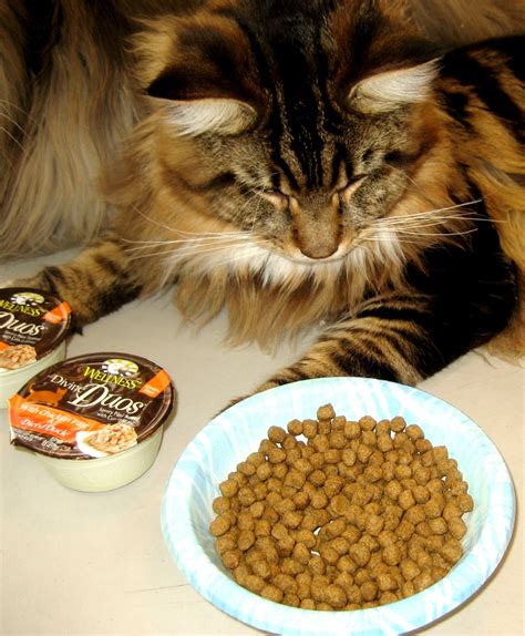 Maybe you would like to learn more about one of these? Wellness Cat Food Is Simply Divine! #WellnessPetFood ...