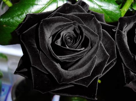 ¿sabías Que Las Rosas Negras Sí Existen De Forma Natural La Voz Del Muro
