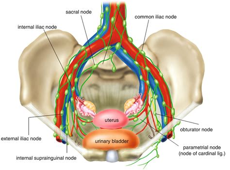 Lymph Nodes Pelvic Area Images And Photos Finder