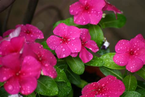Check spelling or type a new query. Vinca Flower Free Stock Photo - Public Domain Pictures