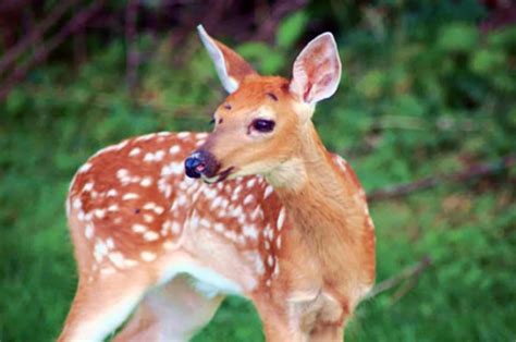 Free Stock Photos Young Deer Fawn Odocoileus Virginianus Royalty Free