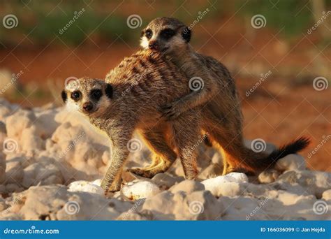 Two Meerkats Suricata Suricatta Timon Coupling In Kalahari Desert On