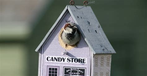 How To Encourage Nesting In Your Backyard Lyric Wild Bird Food