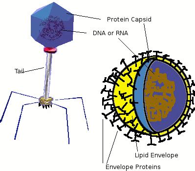 On one hand, they contain the key elements that make up all living organisms: Virus structure - MICROBIOLOGY