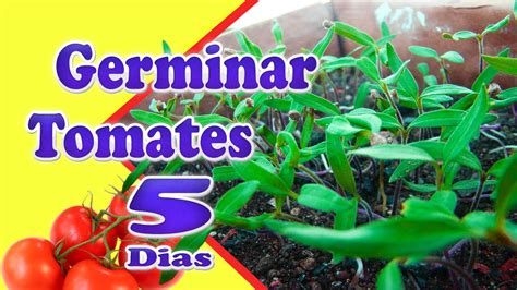 Como Plantar Tomates 3 Formas Simples Germinando RÁpido Como