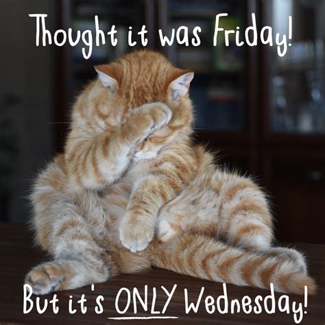 wednesday cat meme captions profile
