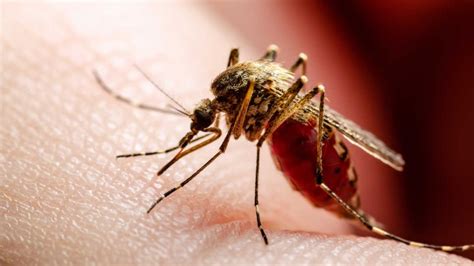 Dos Variantes Del Dengue Circulan En El País Ya Suman 41257 Casos Y 39 Muertes Perfil