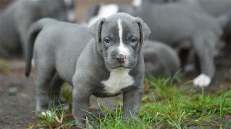 Bluenose pitbull puppies for sale. American Pit Bull Terrier - Price, Temperament, Life span