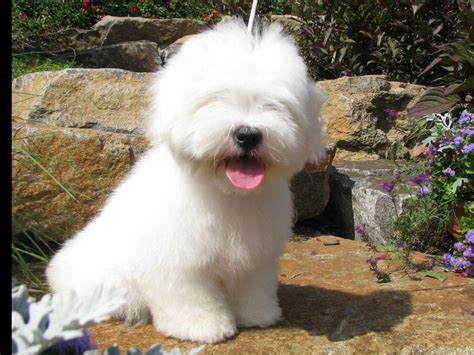 Cotons Of Whispering Lane Melinda Amsden Coton De Tulear Puppies For