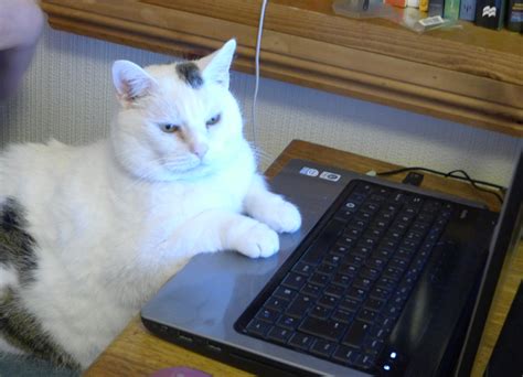 Funny And Cute Cats Using Laptop Funny And Cute Animals