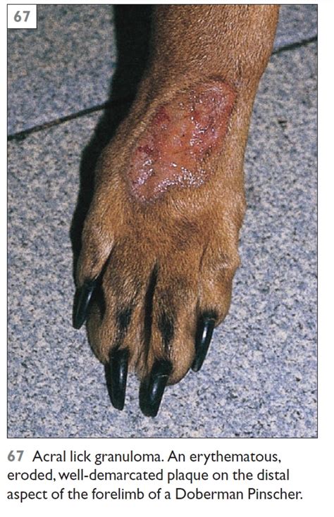 ناهنجاری پوستی سگ در بیمارستان دامپزشکی درین ناهنجاری پوستی سگ