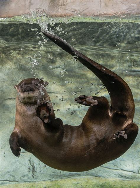 Otter Swimming Animals Beautiful Animals Wild Cute Animals