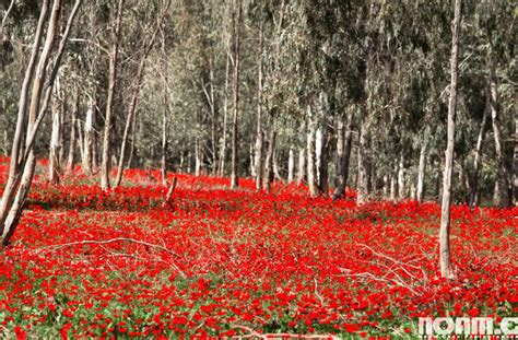 20 Spectacular Sights From The Israeli Winter And Spring Noam Chen