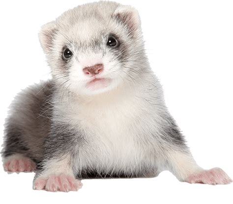 The price of a ferret can vary a great deal being anywhere from $50 to many ferret cages have several tiers that allow for your ferret to climb around. How Much Do Ferrets Cost - Get Updated Info On Ferret Prices